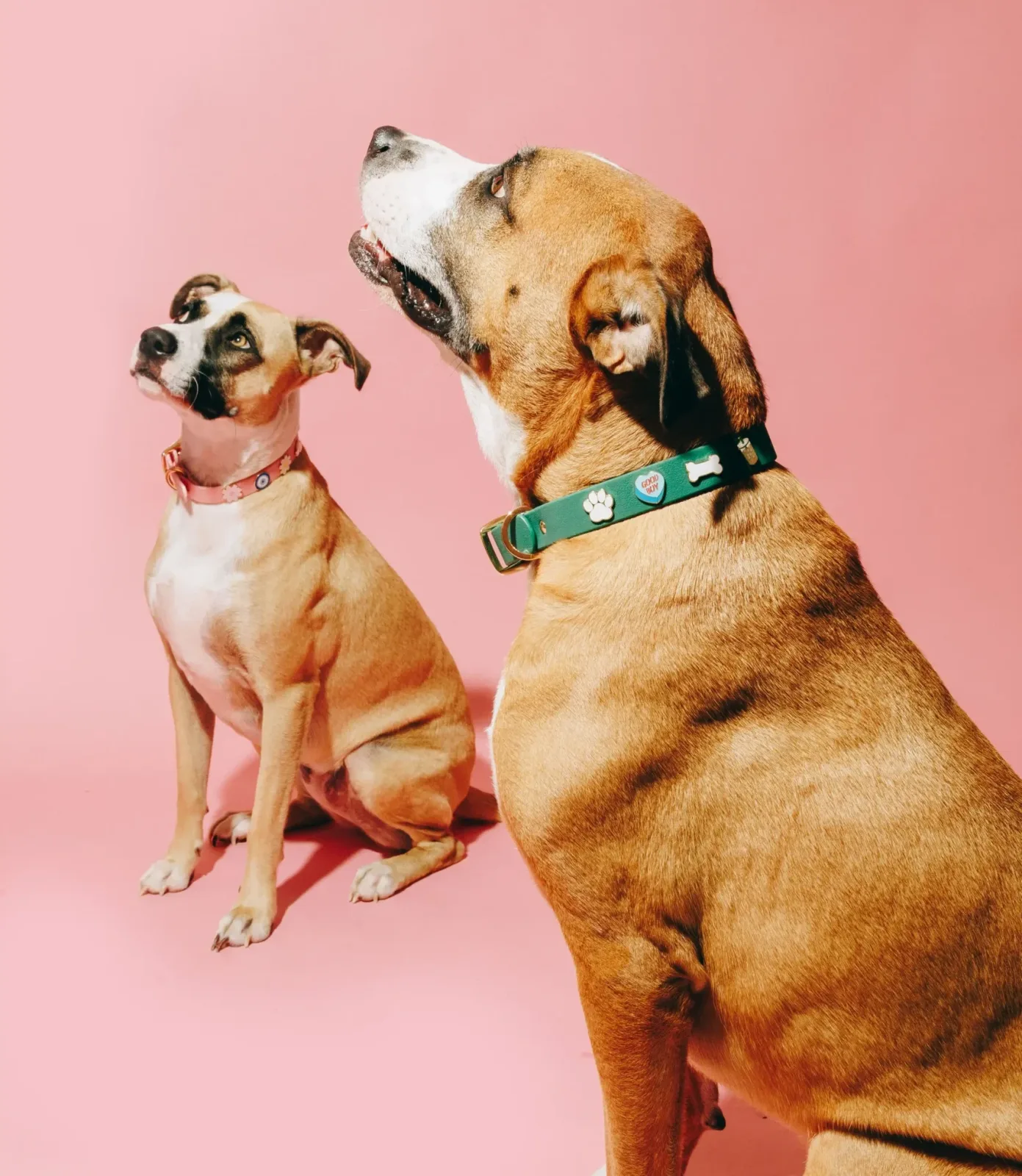 Two dogs wearing Moodies charm collars