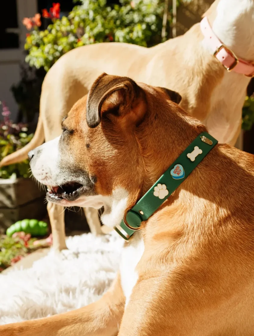 Dog wearing a Moss Moodies collar